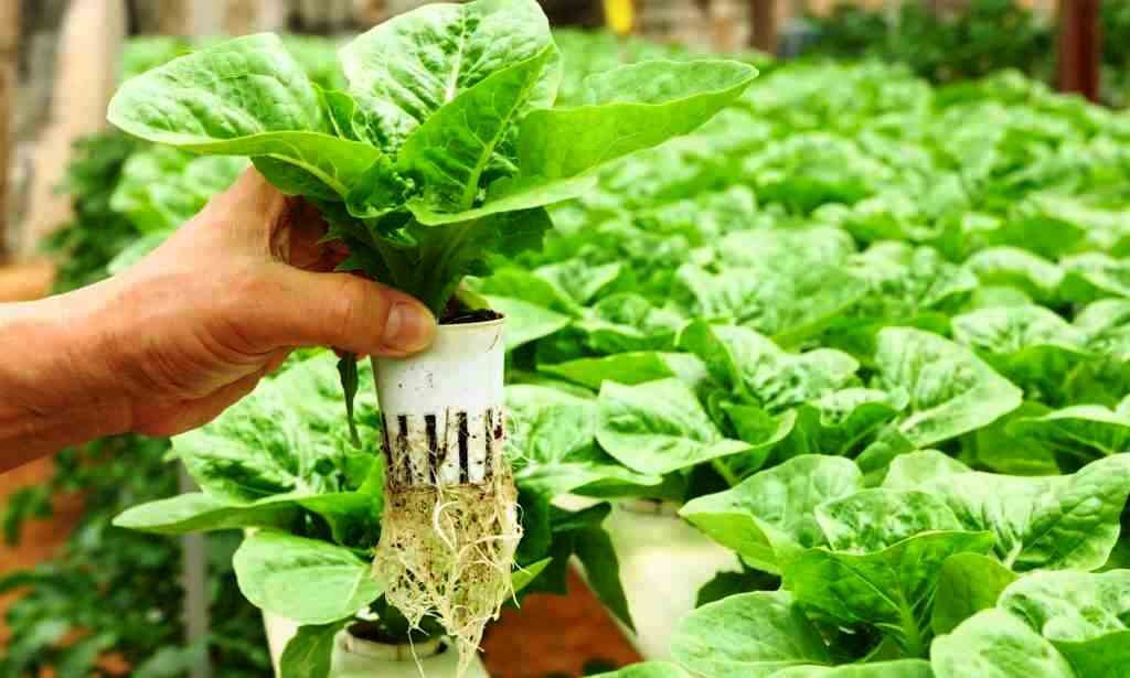 Growing Hydroponic Vegetables