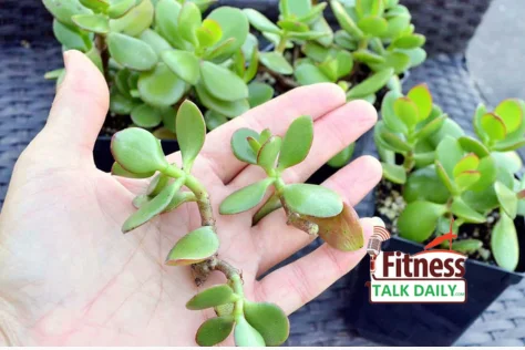 Jade Plant