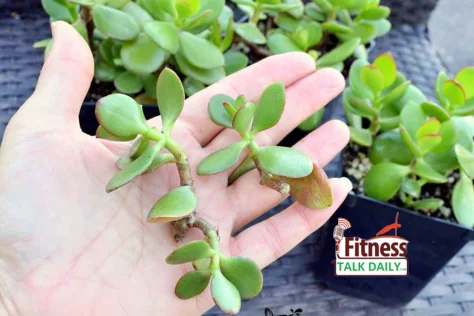 Jade Plant